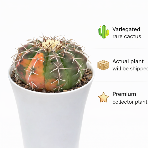 Discocactus mamillosus verigated