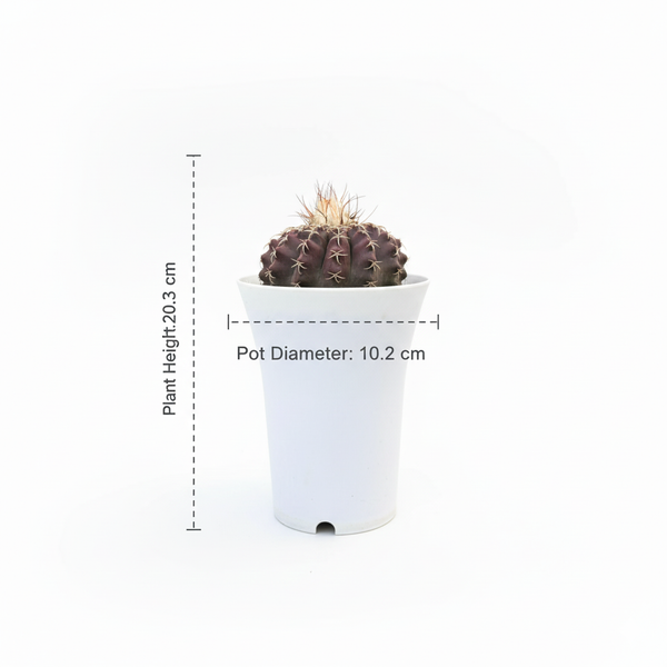 Discocactus pesidohostti ssp horstti d.661