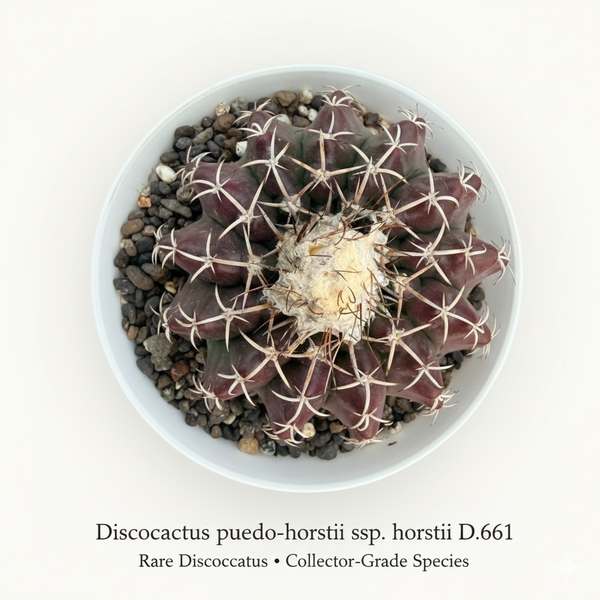 Discocactus pesidohostti ssp horstti d.661