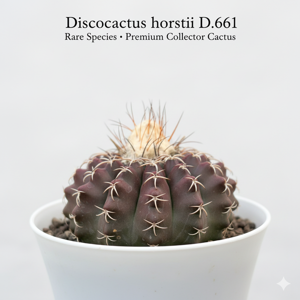 Discocactus pesidohostti ssp horstti d.661