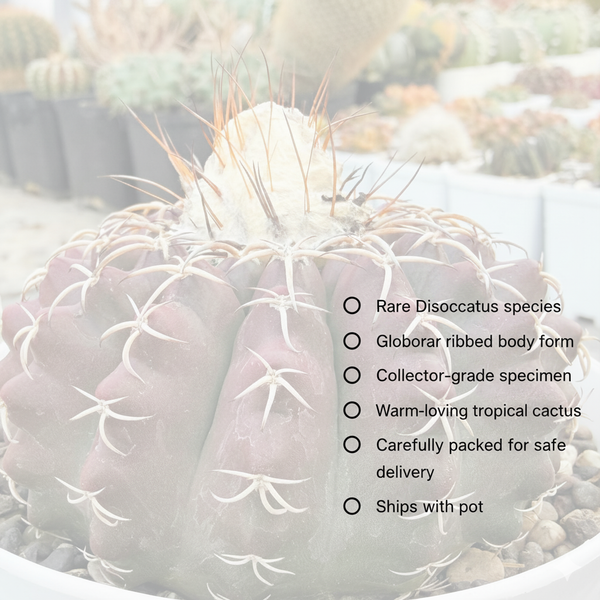 Discocactus pesidohostti ssp horstti d.661