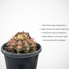 Discocactus heptacanthus