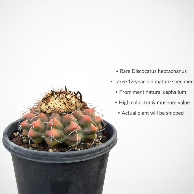 Discocactus heptacanthus