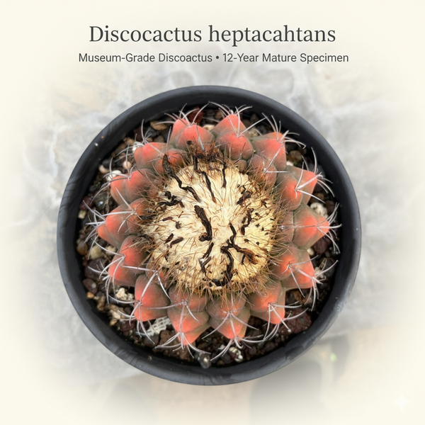 Discocactus heptacanthus