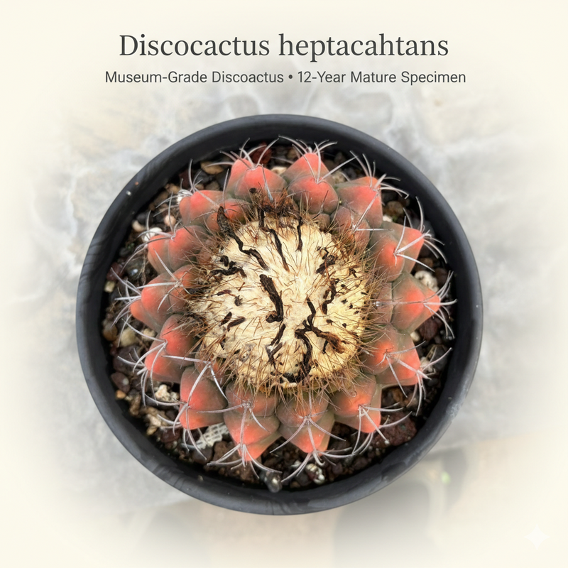 Discocactus heptacanthus