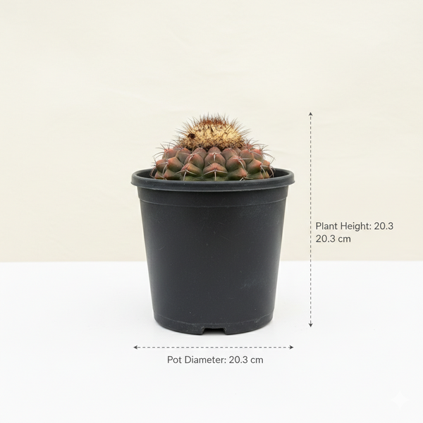 Discocactus heptacanthus