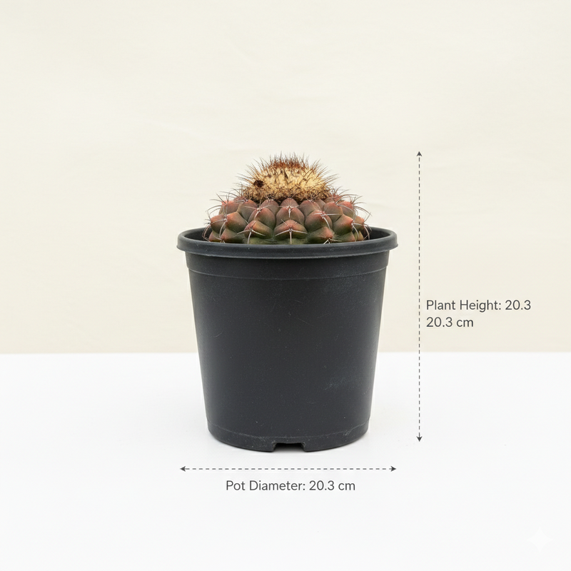 Discocactus heptacanthus