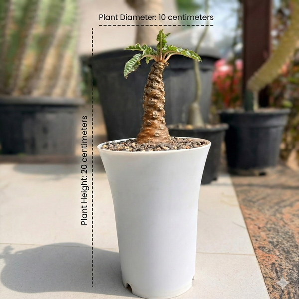 Dorstenia crispa