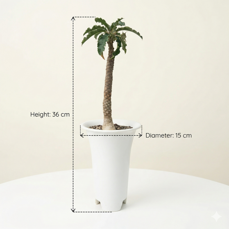 Dorstenia crispa