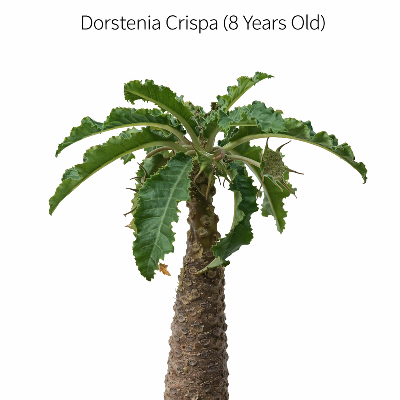 Dorstenia crispa