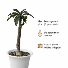 Dorstenia crispa