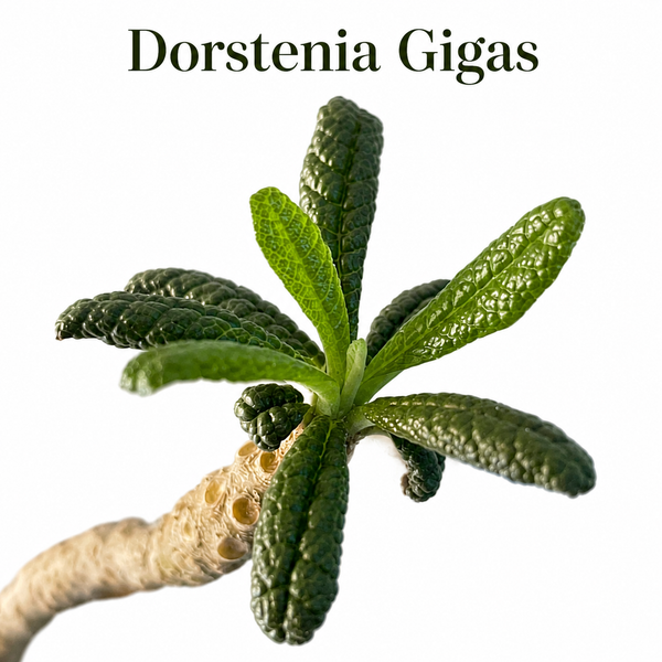 Dorstenia gigas