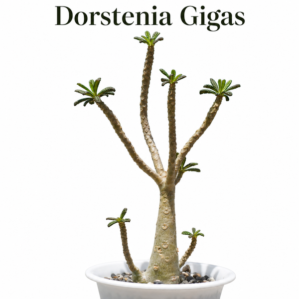 Dorstenia gigas