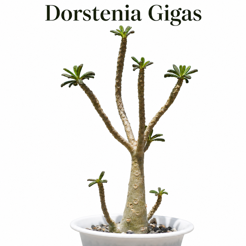 Dorstenia gigas