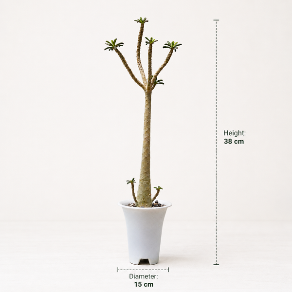 Dorstenia gigas