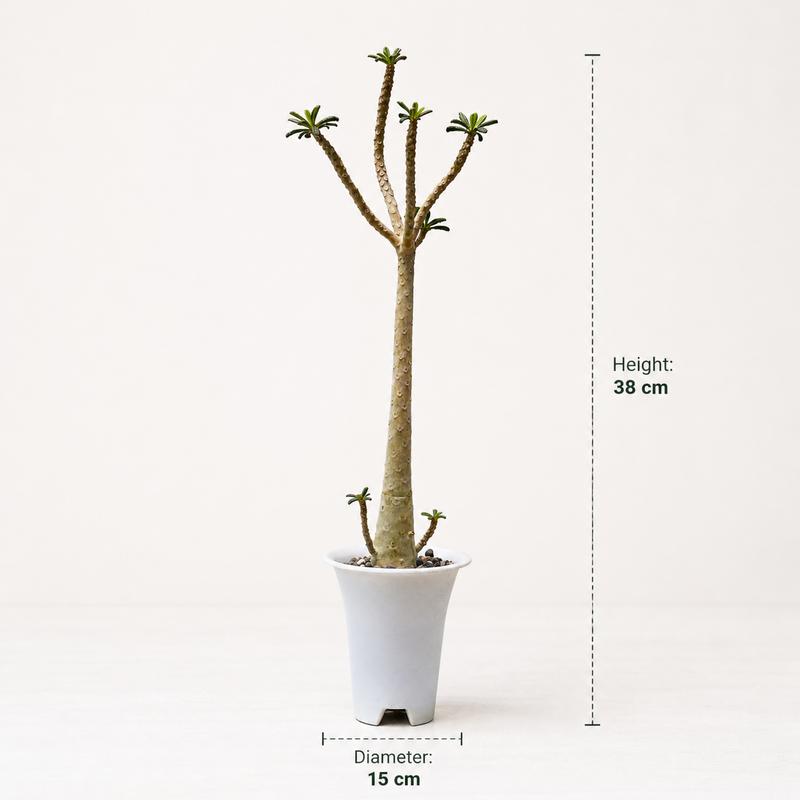 Dorstenia gigas