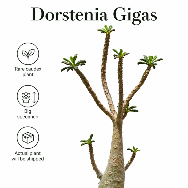 Dorstenia gigas