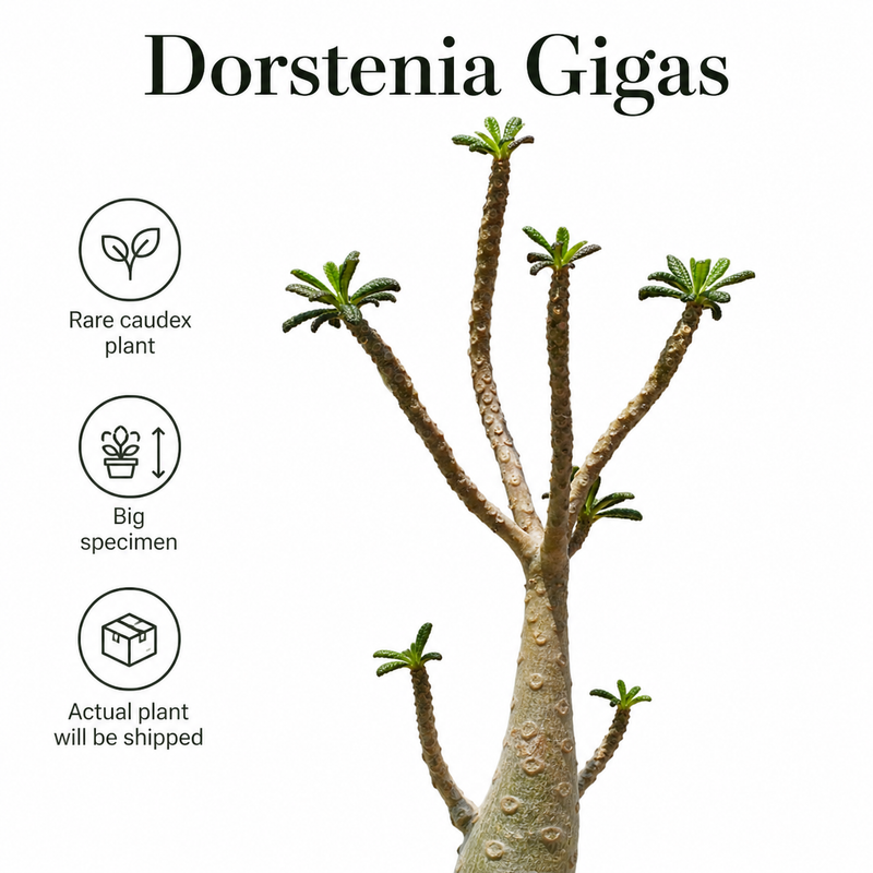 Dorstenia gigas