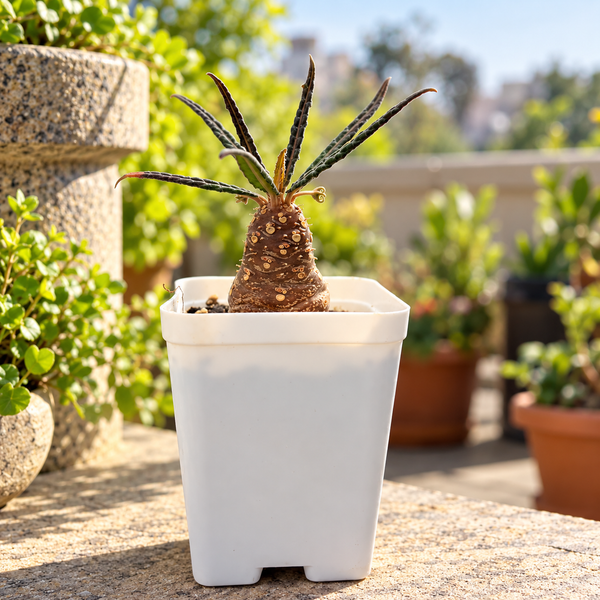 Dorstenia lancifolia
