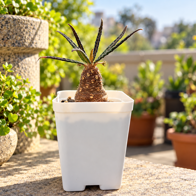 Dorstenia lancifolia