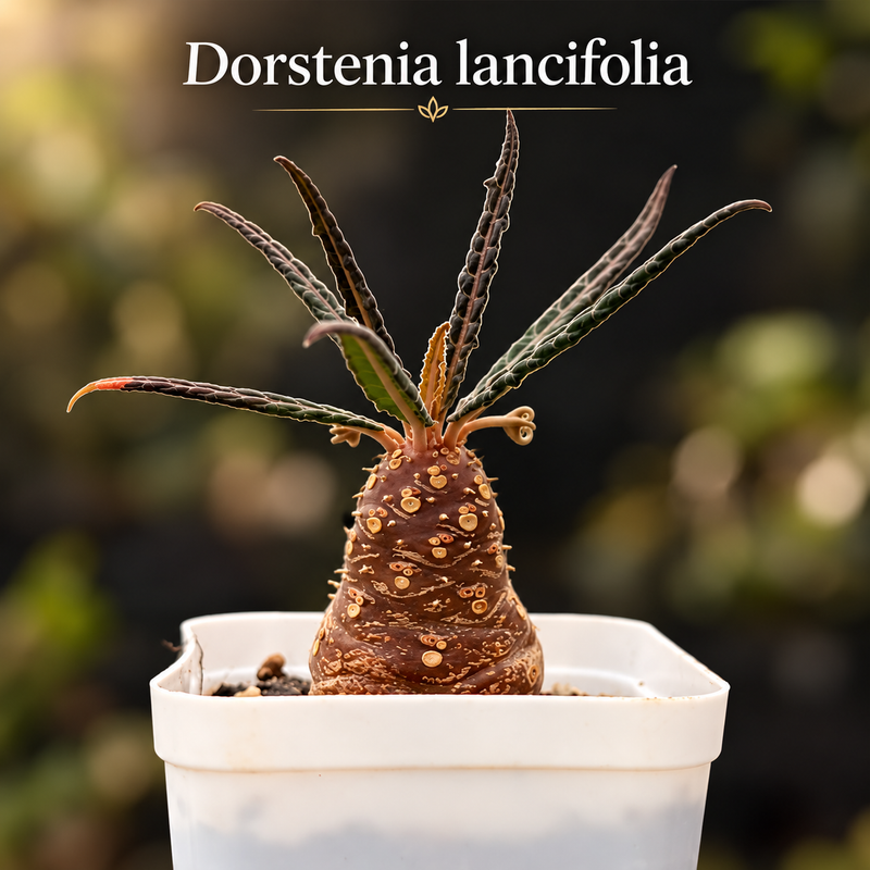 Dorstenia lancifolia