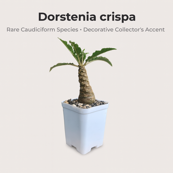 Dorstenia crispa