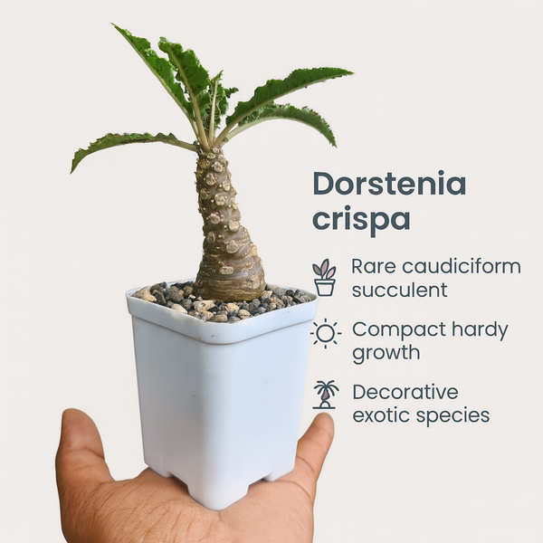 Dorstenia crispa