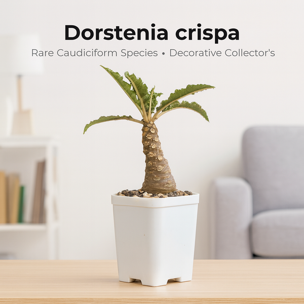 Dorstenia crispa
