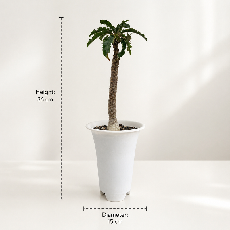 Dorstenia crispa