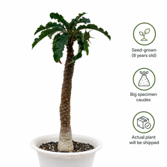 Dorstenia crispa