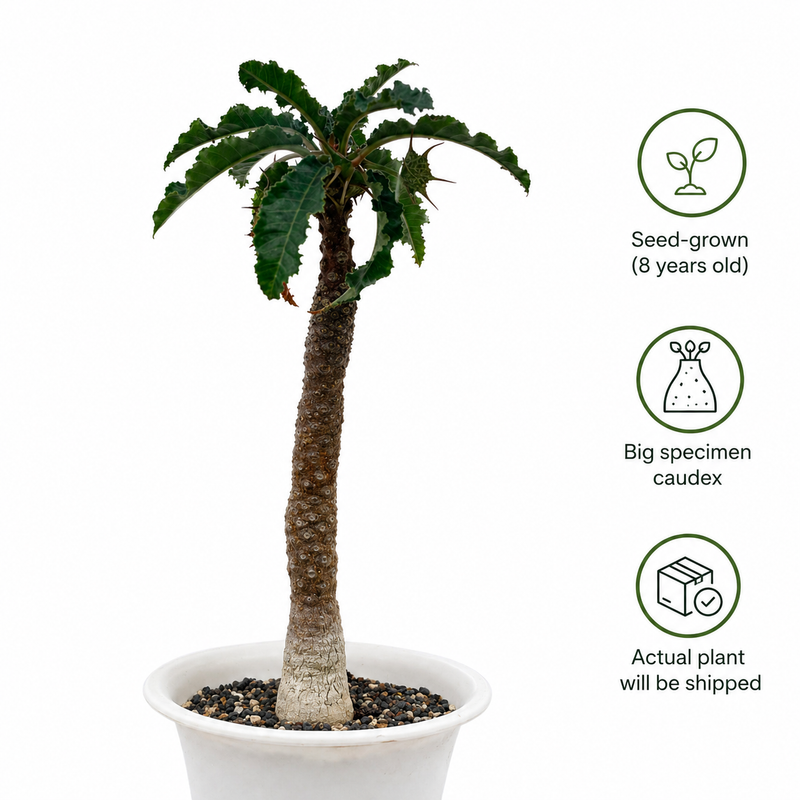 Dorstenia crispa