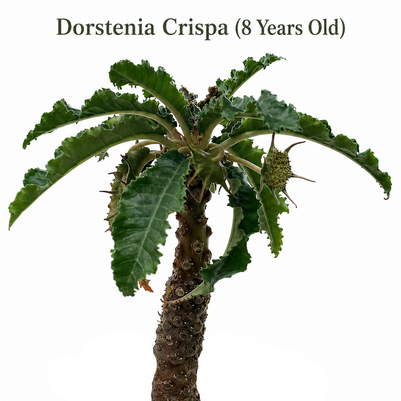 Dorstenia crispa