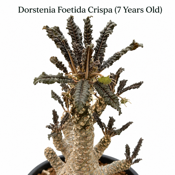Dorstenia foetida var crispa