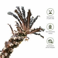 Dorstenia foetida var crispa