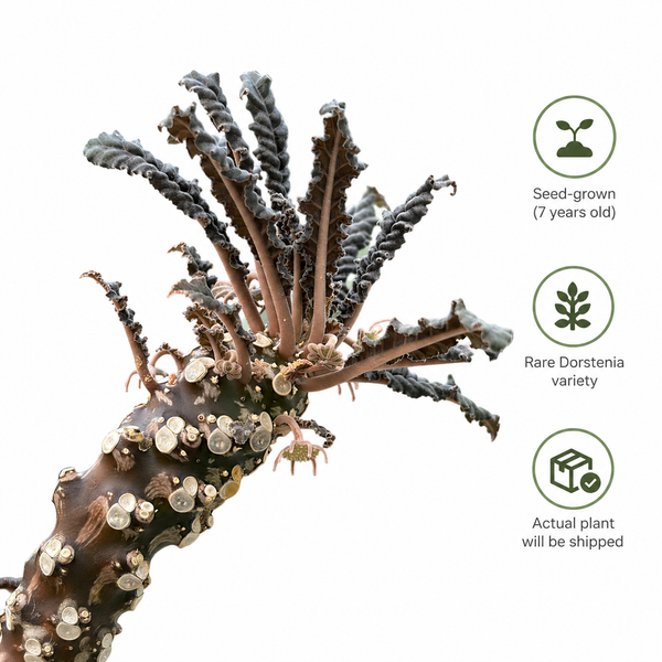 Dorstenia foetida var crispa