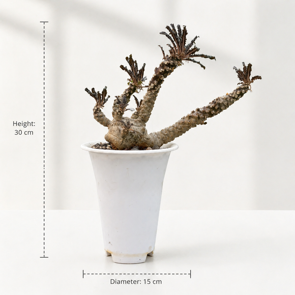 Dorstenia foetida var crispa