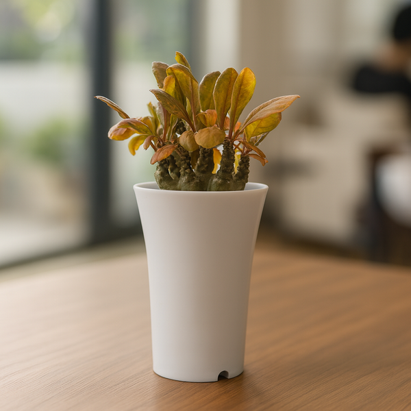 Dostenia_frotida_hybrid