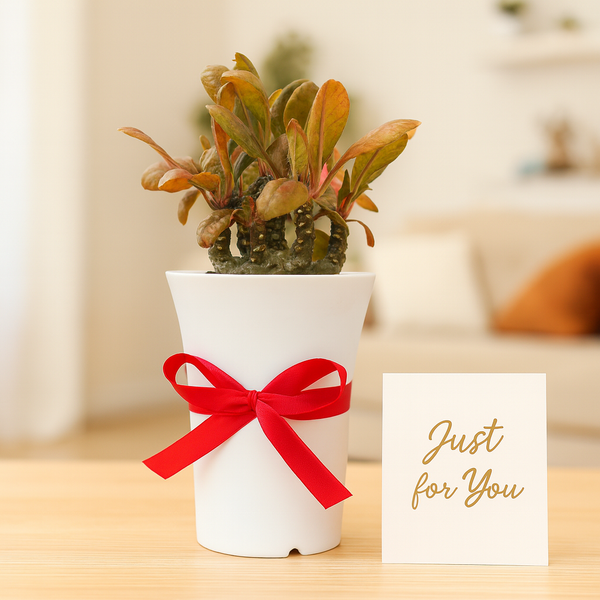 Dostenia_frotida_hybrid