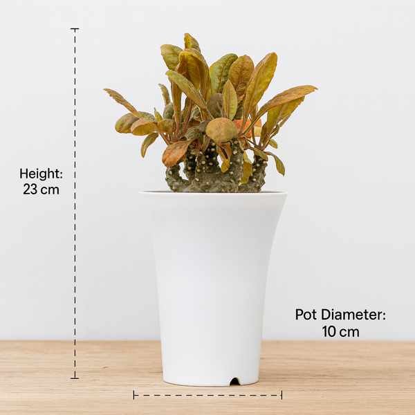 Dostenia_frotida_hybrid