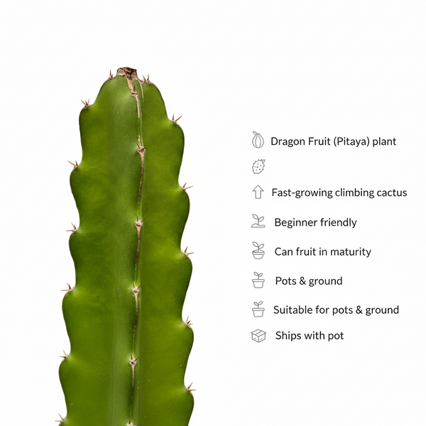 Dragon fruit