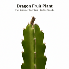 Dragon fruit
