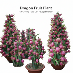 Dragon fruit