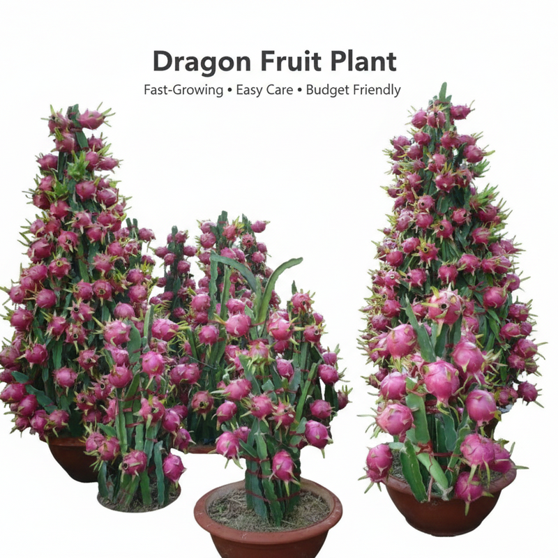 Dragon fruit
