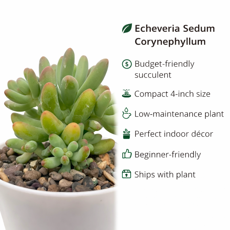 Echiveria Sedum corynephyllum