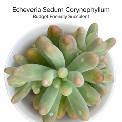 Echiveria Sedum corynephyllum