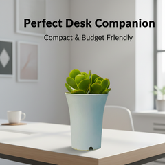 Echeveria green spoon