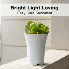 Echeveria green spoon