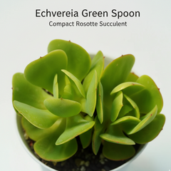 Echeveria green spoon