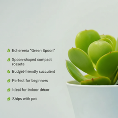 Echeveria green spoon