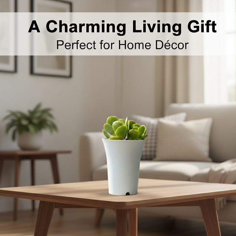 Echeveria green spoon